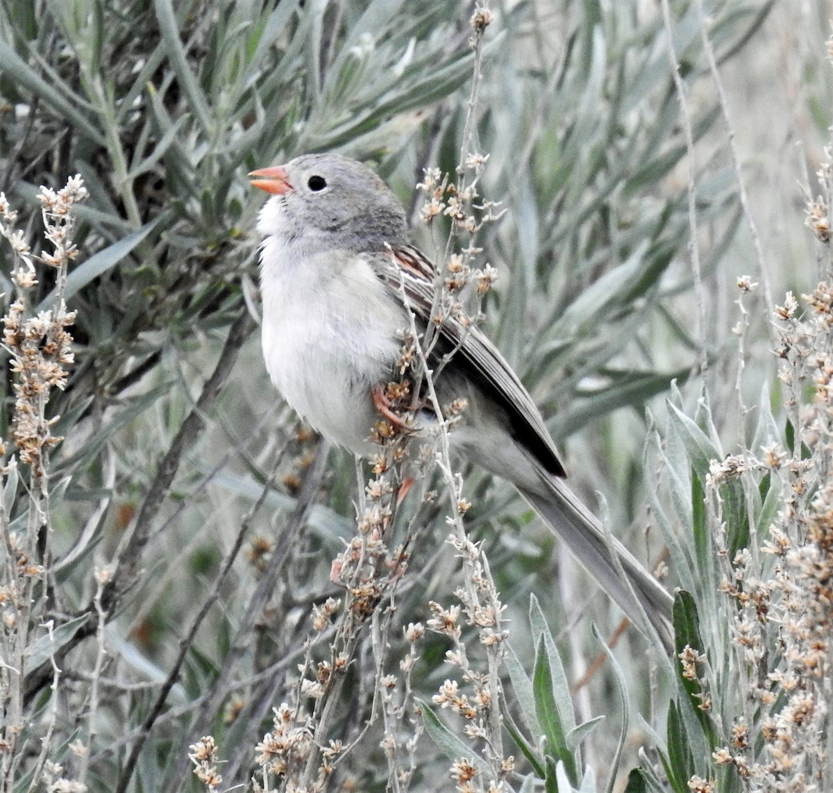 Field Sparrow - ML163344561