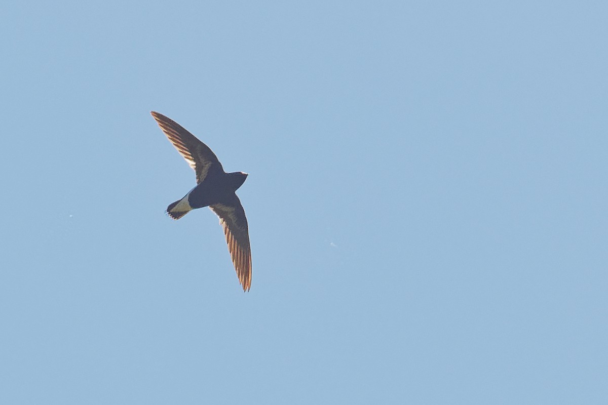 Purple Needletail - ML163344901