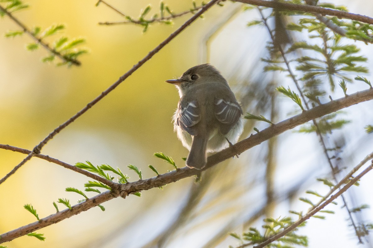 Least Flycatcher - ML163346601