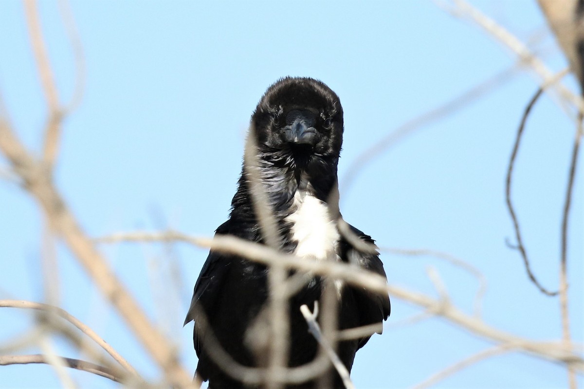 Chihuahuan Raven - ML163346661