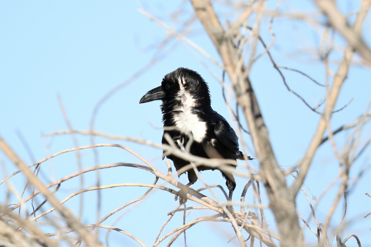 Chihuahuan Raven - ML163346681