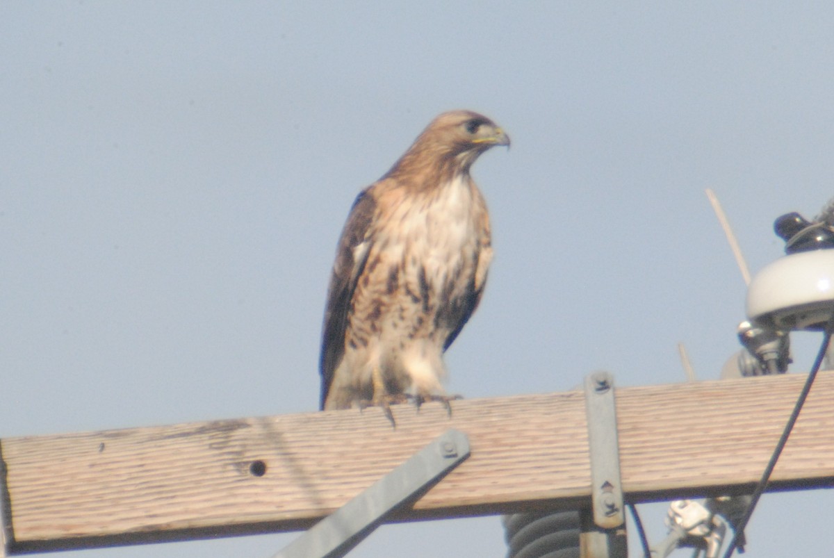 Red-tailed Hawk (calurus/alascensis) - Sean Cozart
