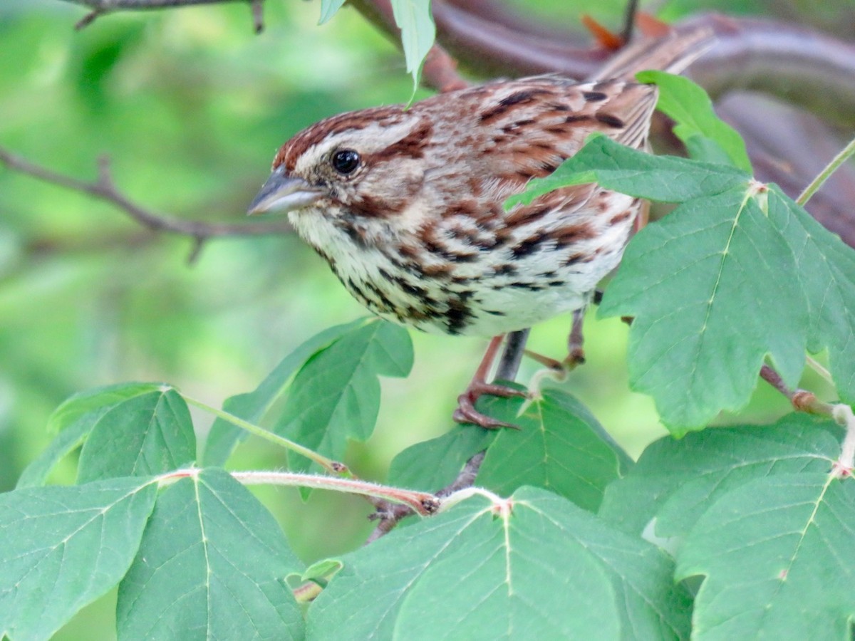 sangspurv - ML163347811