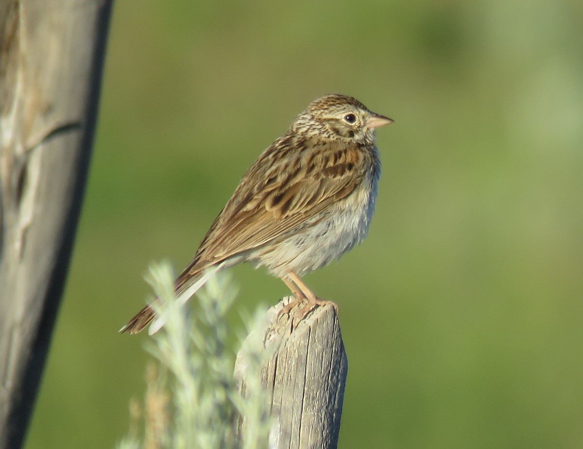 Vesper Sparrow - ML163349461