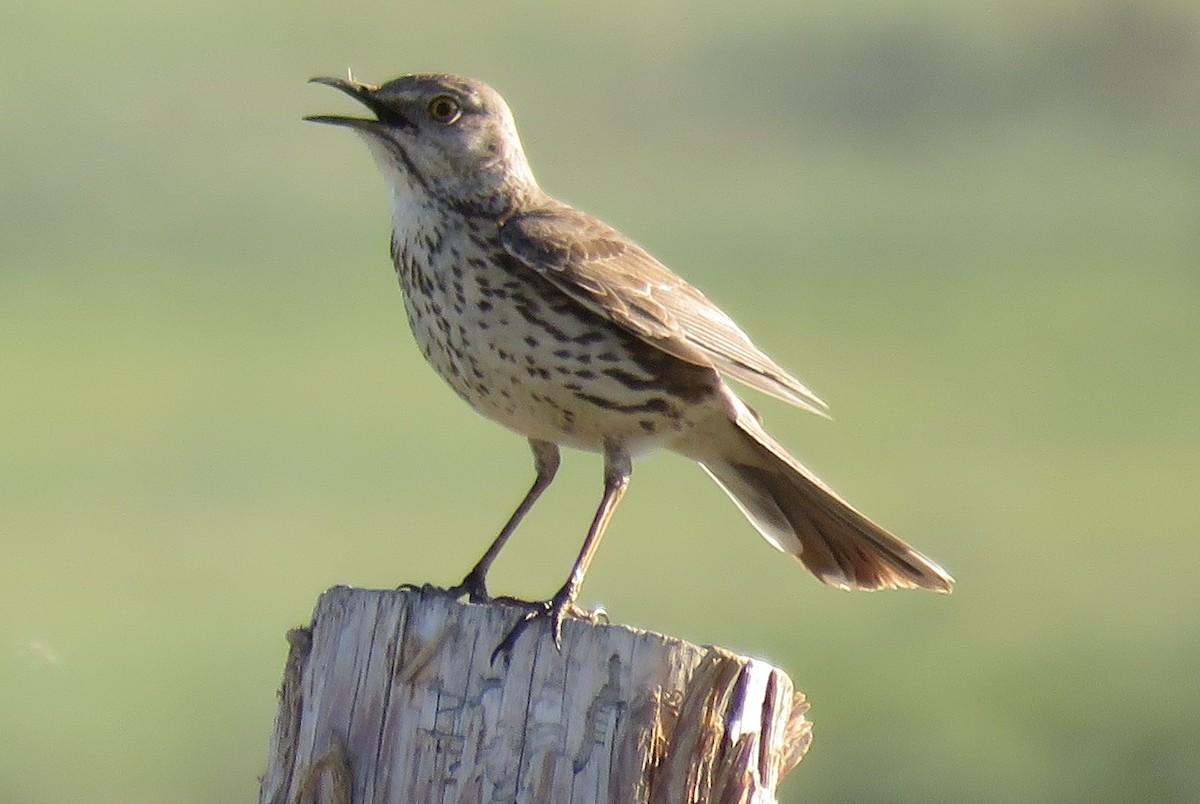 Sage Thrasher - ML163349671