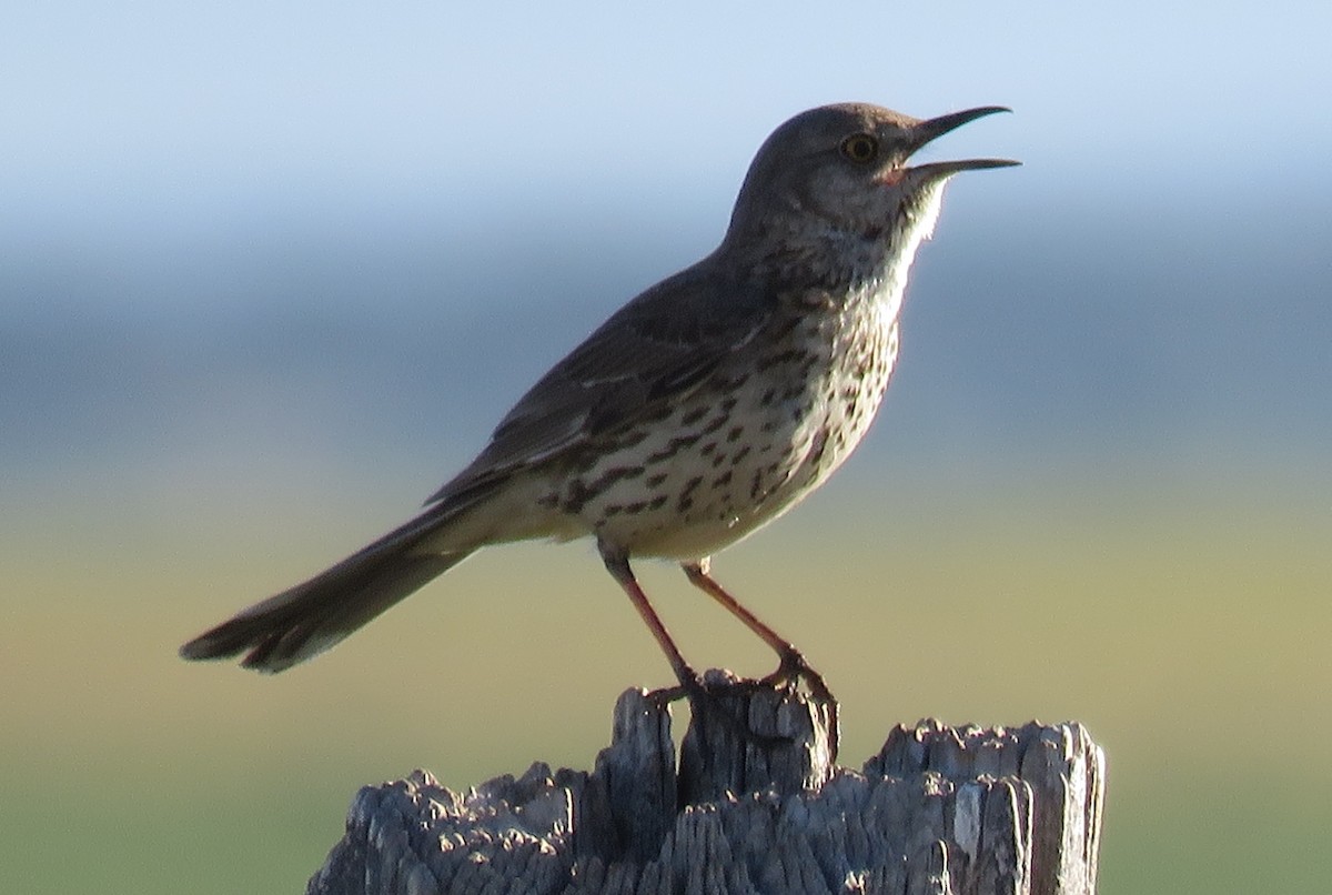 Sage Thrasher - ML163349761