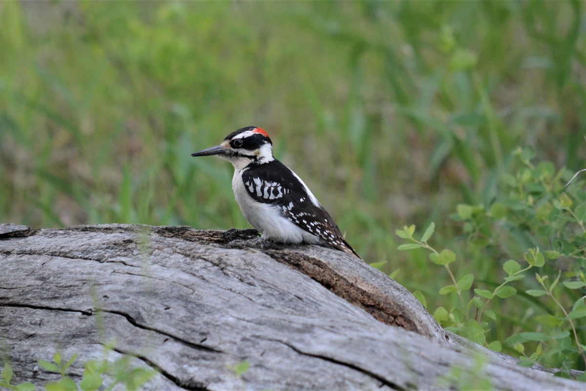 Hairy Woodpecker - Matt Ruuhela