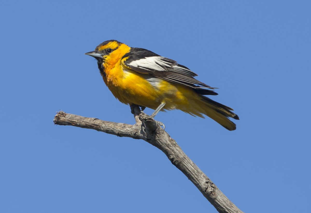 Bullock's Oriole - Gail  West