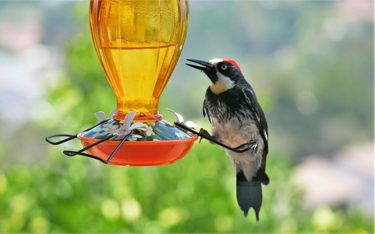 Acorn Woodpecker - Angela Kenny