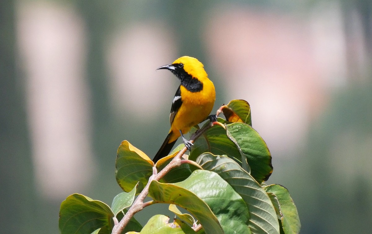 Hooded Oriole - ML163351991