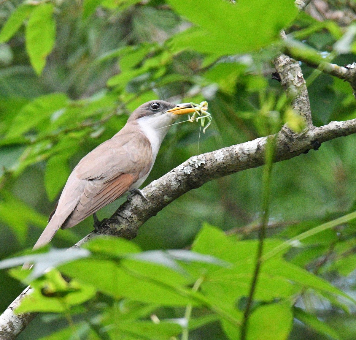 Yellow-billed Cuckoo - ML163352351