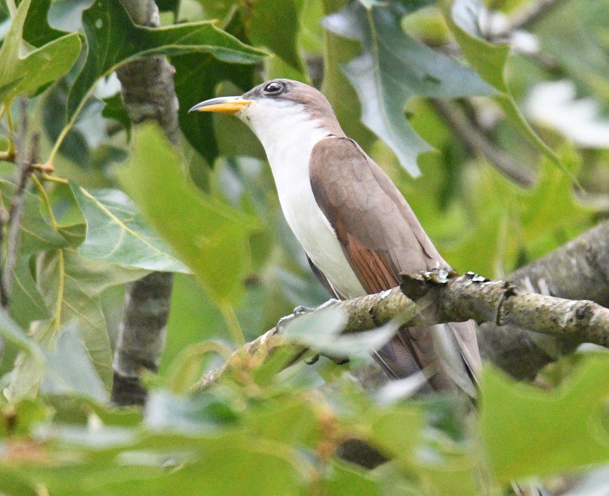 Yellow-billed Cuckoo - ML163352361