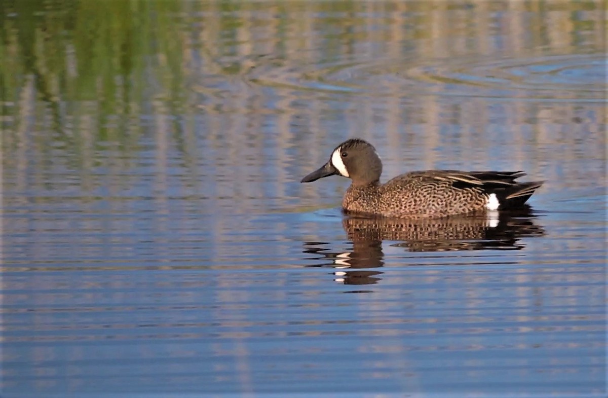 Blue-winged Teal - Daniel Casey