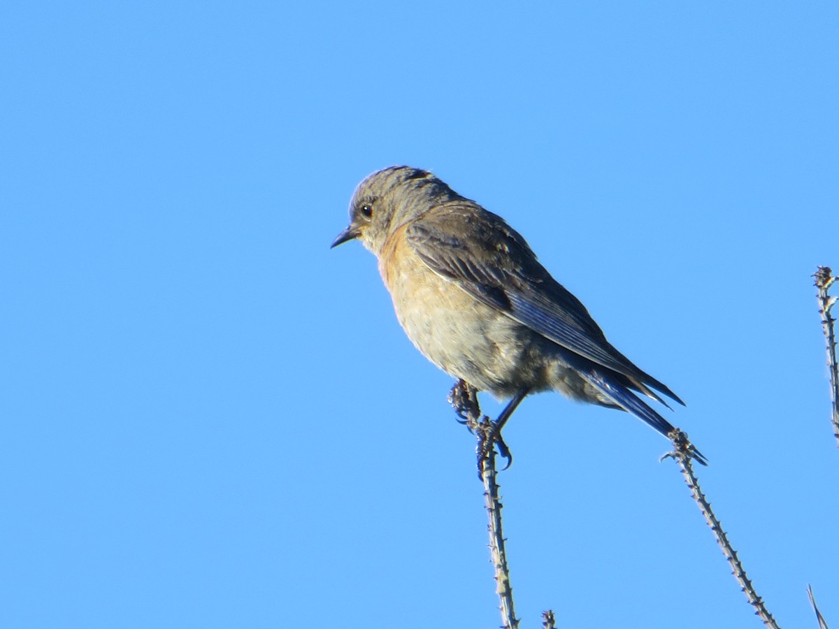 Western Bluebird - Anonymous