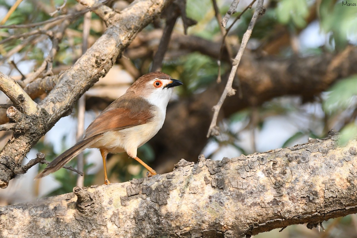 Yellow-eyed Babbler - Manas マナサ