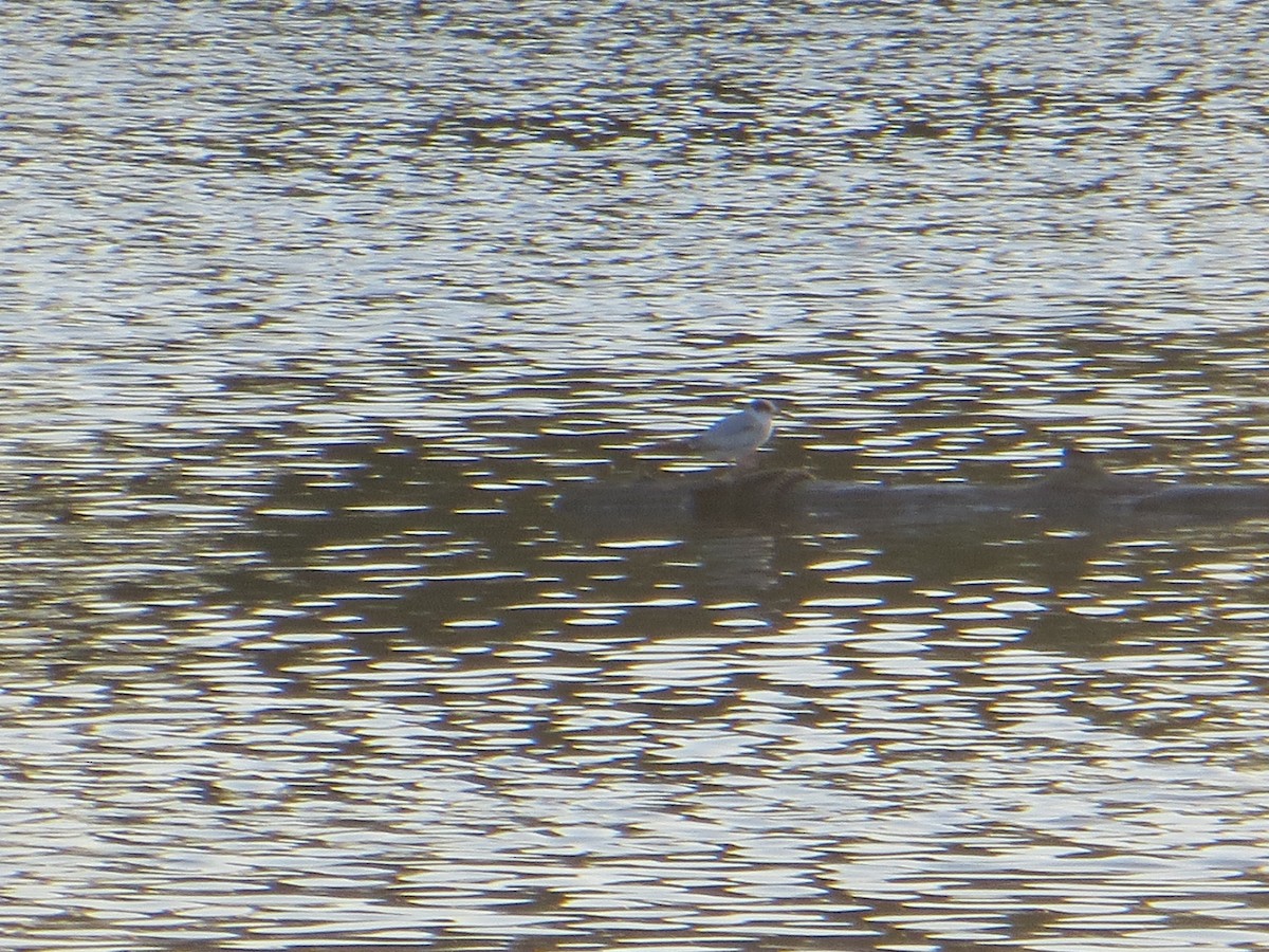 Forster's Tern - ML163356011