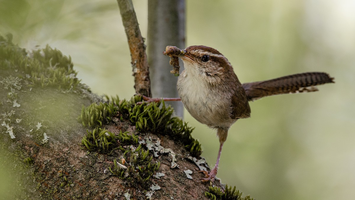 Bewick's Wren - ML163357821