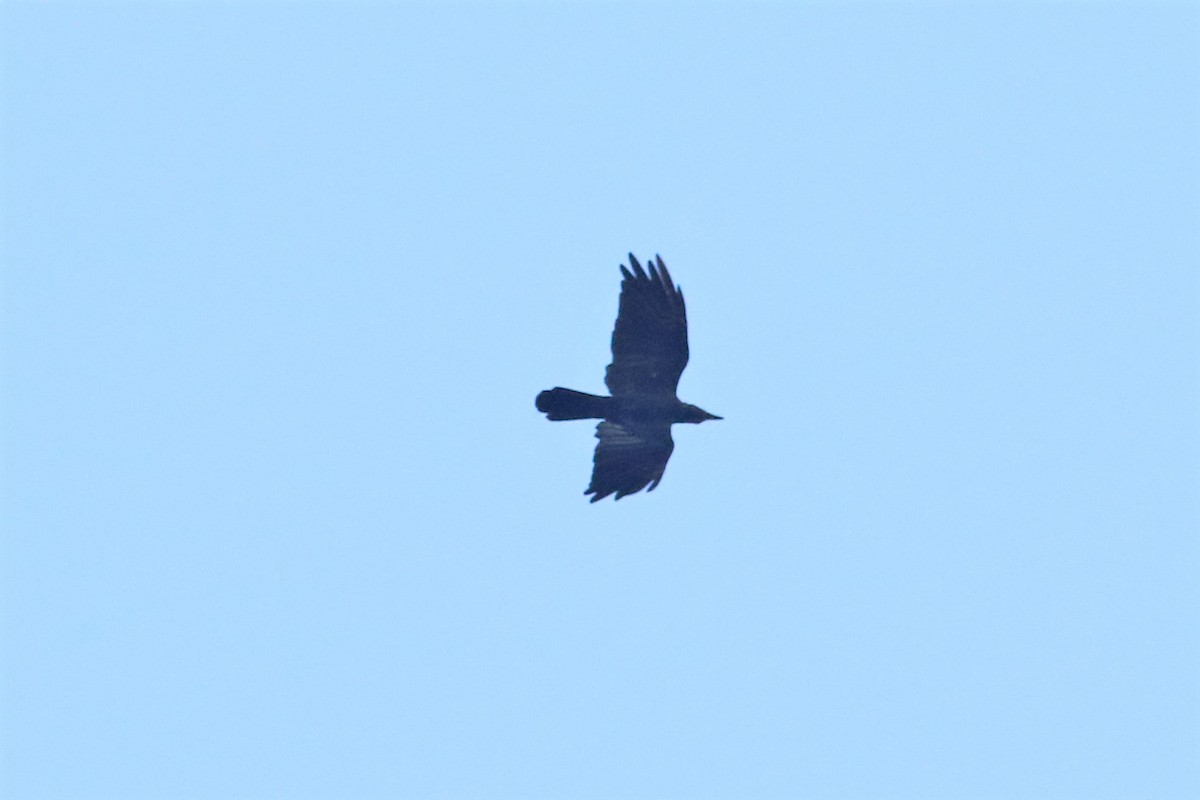 Large-billed Crow - ML163359151