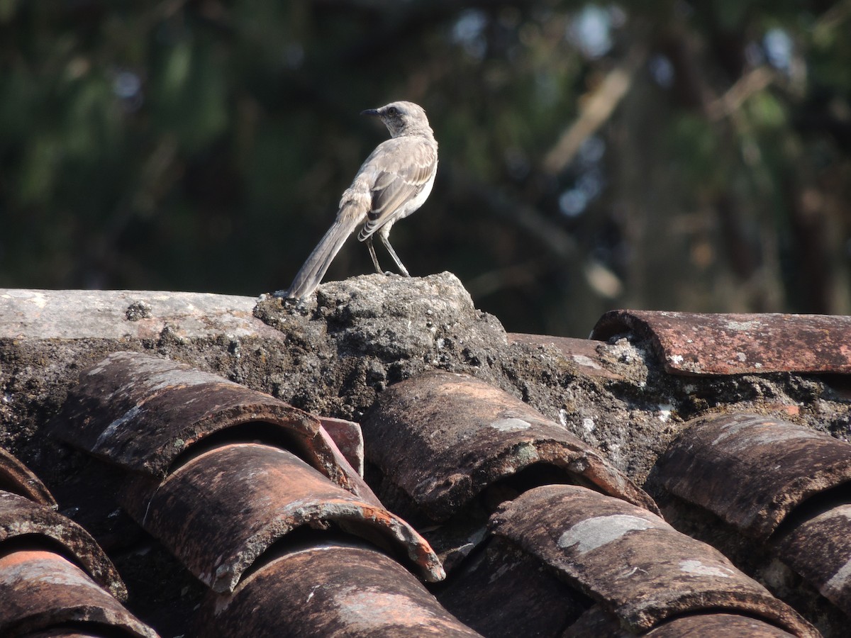 Tropical Mockingbird - ML163359191