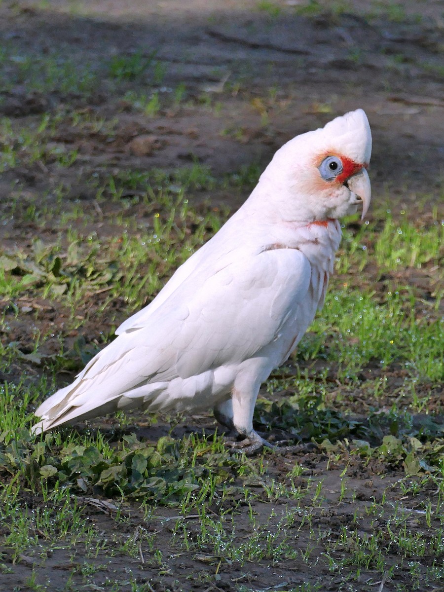 Long-billed Corella - ML163362701