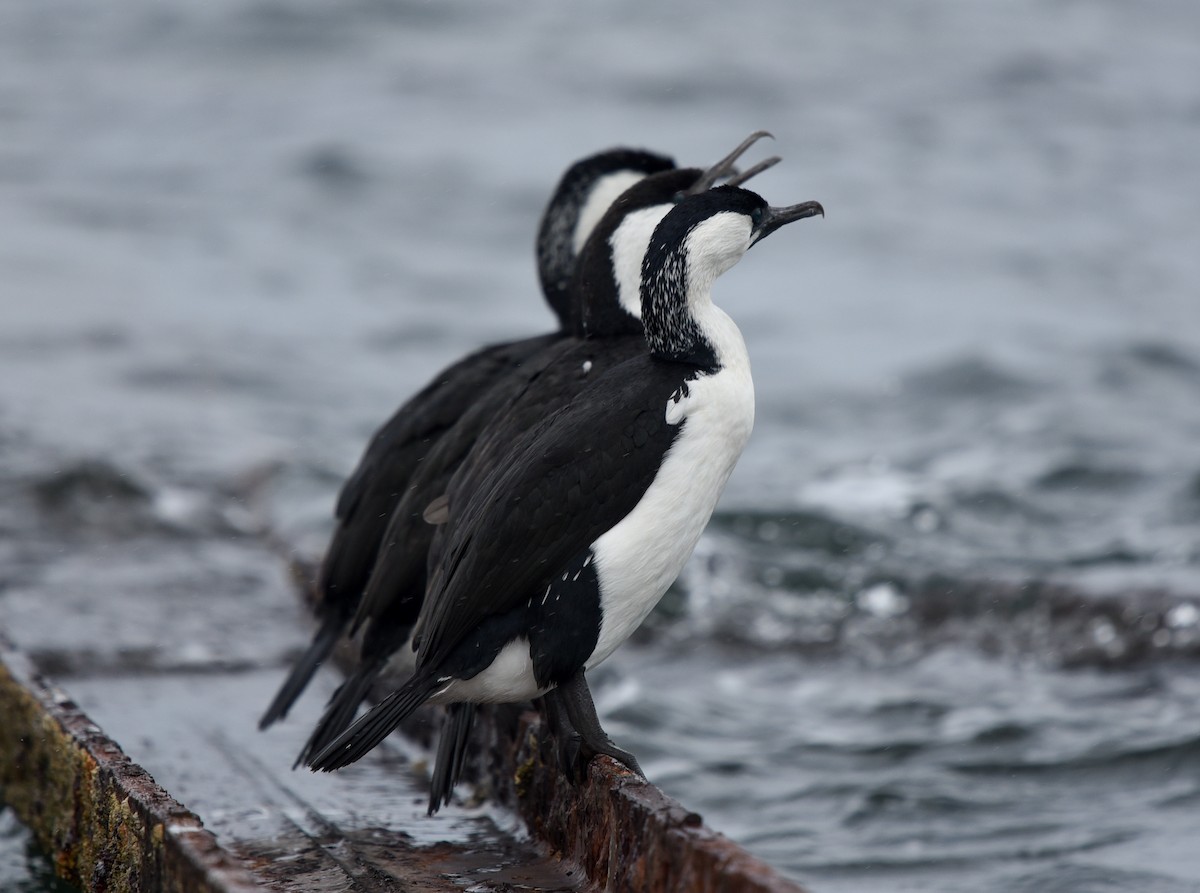 Black-faced Cormorant - Bruce Wedderburn