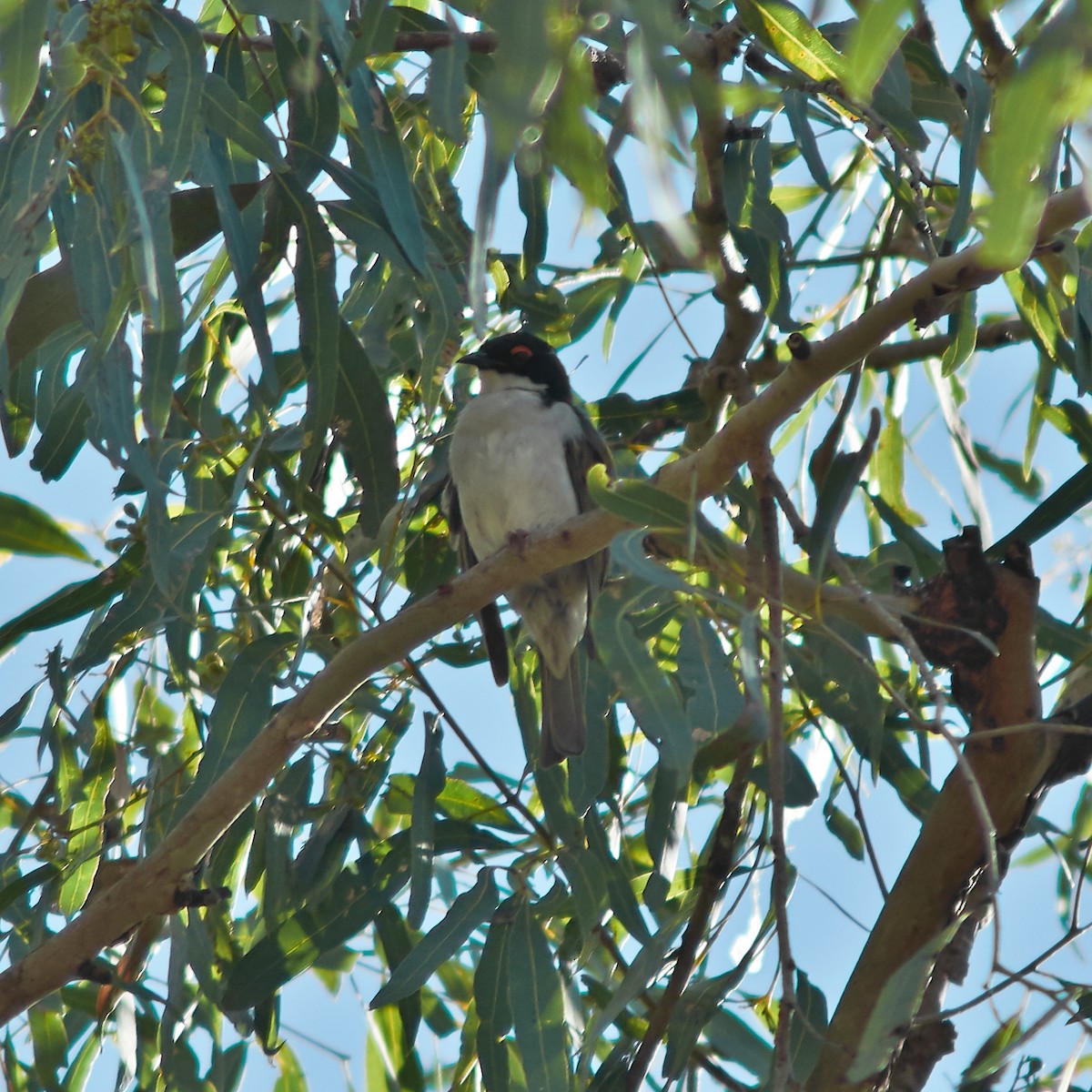 White-naped Honeyeater - ML163363381