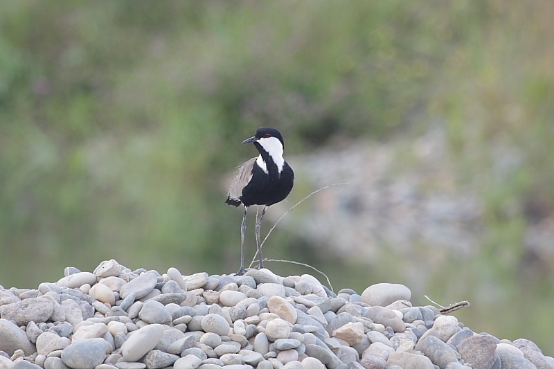 Spur-winged Lapwing - ML163363911