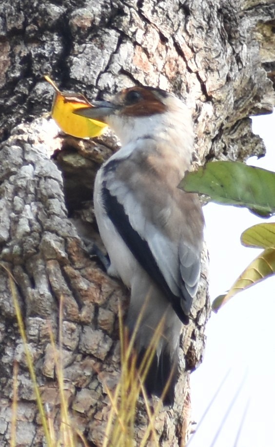 Black-crowned Tityra - ML163364321