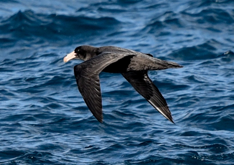 Northern Giant-Petrel - Bruce Wedderburn