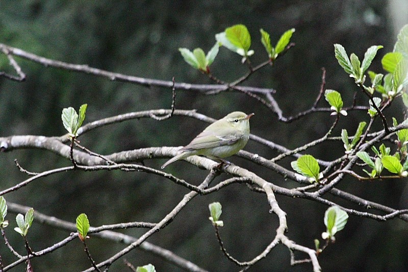 Green Warbler - ML163364731