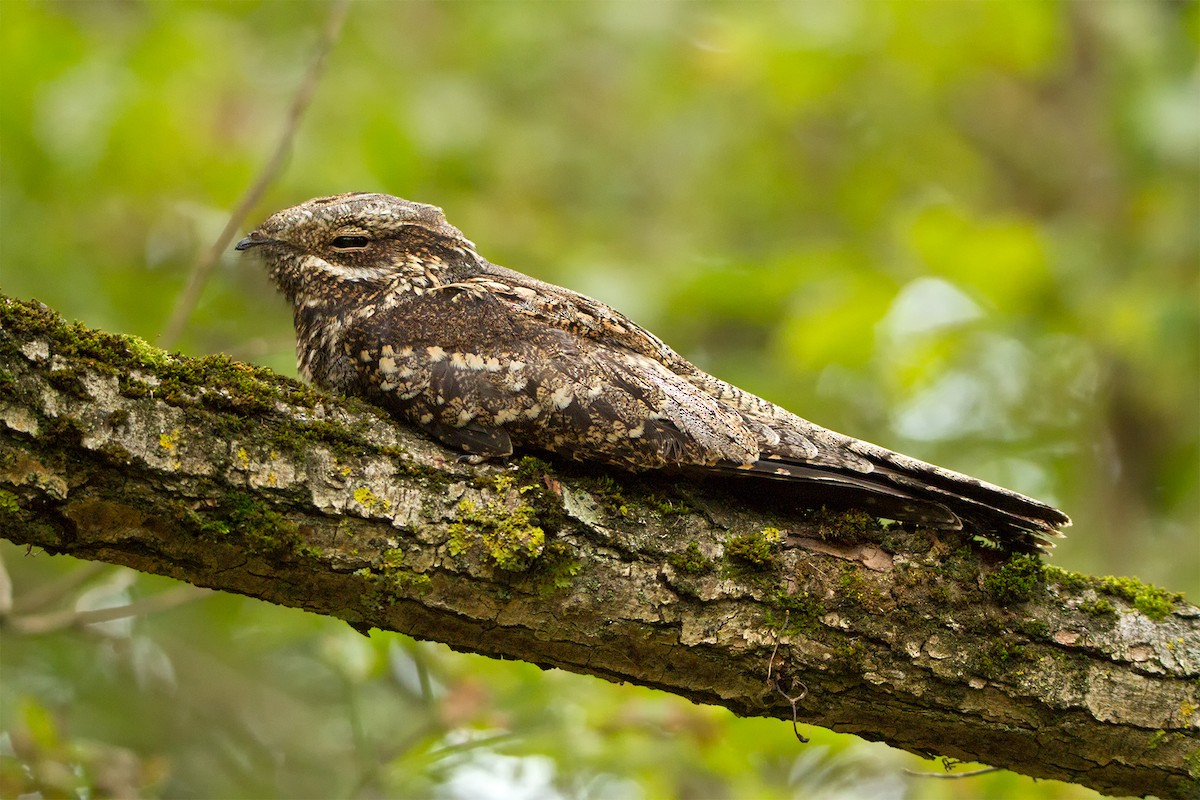 Eurasian Nightjar - ML163365281