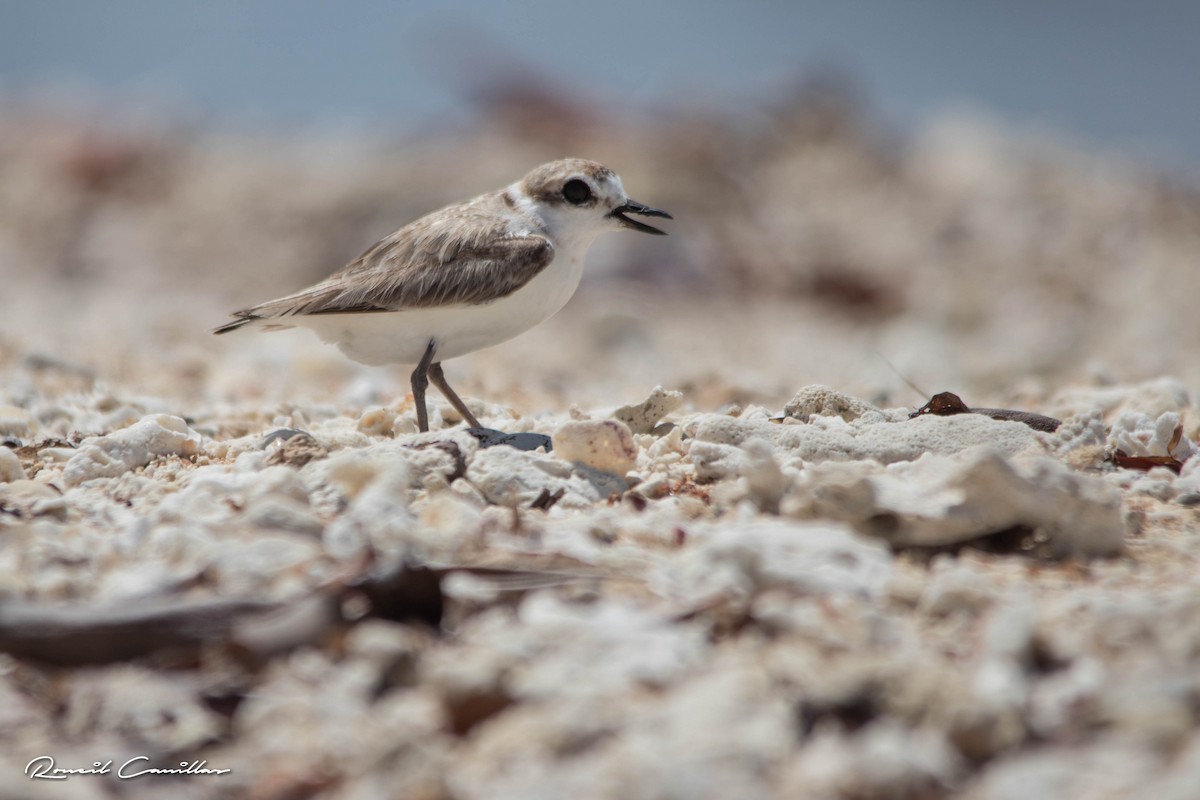 Malaysian Plover - ML163365511