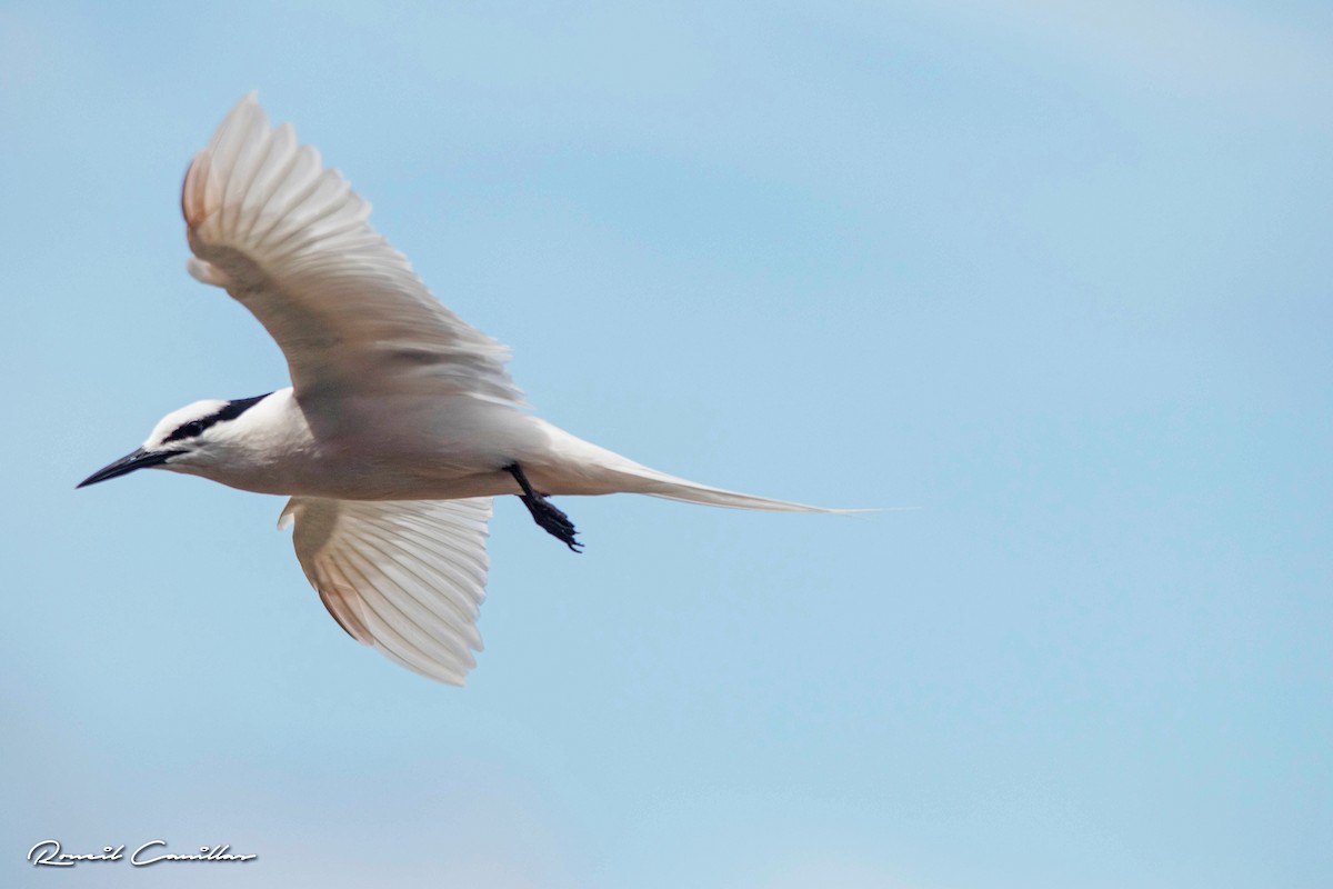 Black-naped Tern - ML163365781