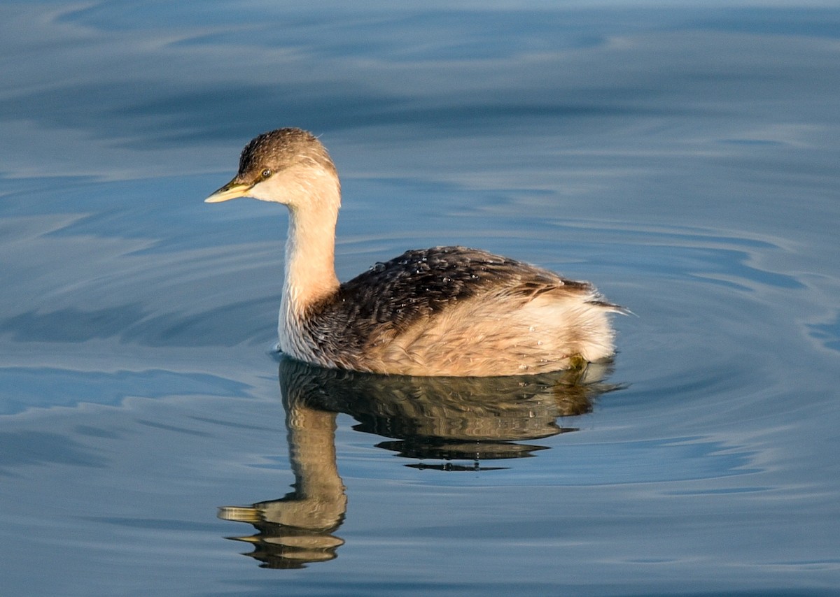 Hoary-headed Grebe - ML163365941