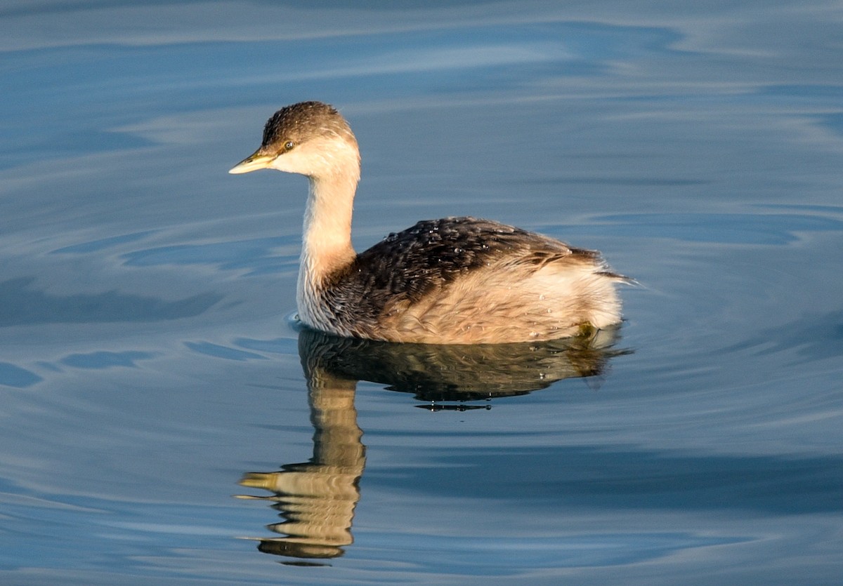 Hoary-headed Grebe - Bruce Wedderburn