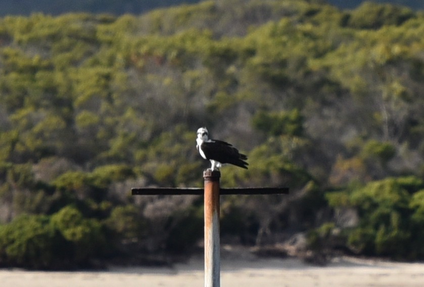 Águila Pescadora (Australia) - ML163366951