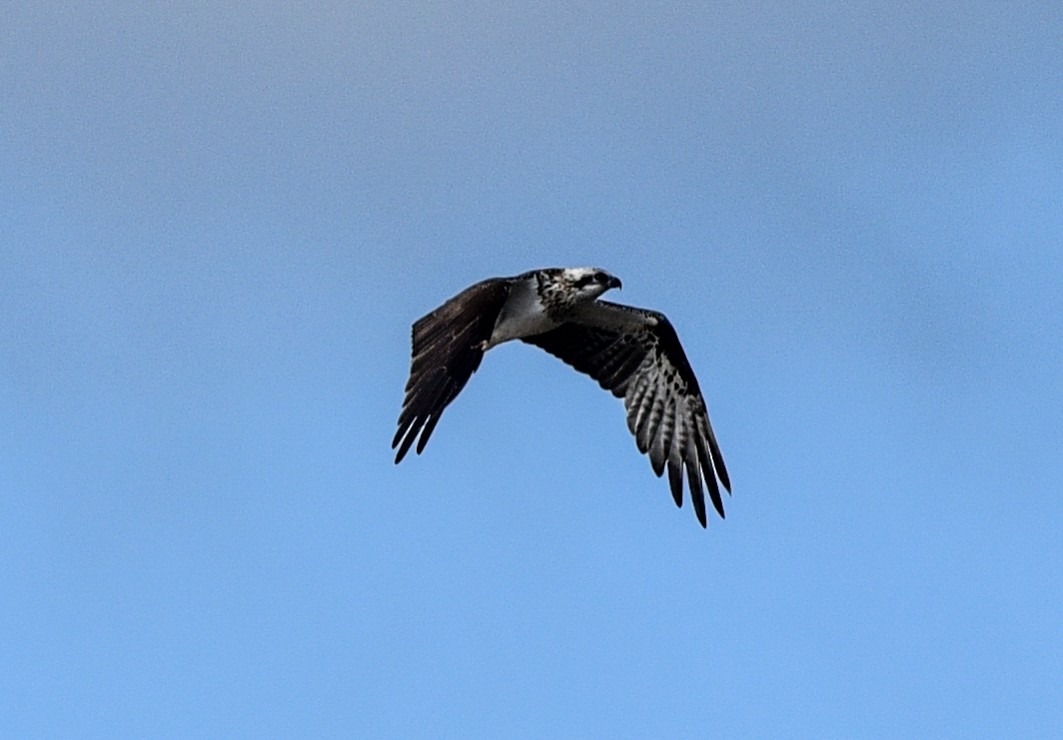 Balbuzard pêcheur (cristatus) - ML163366961