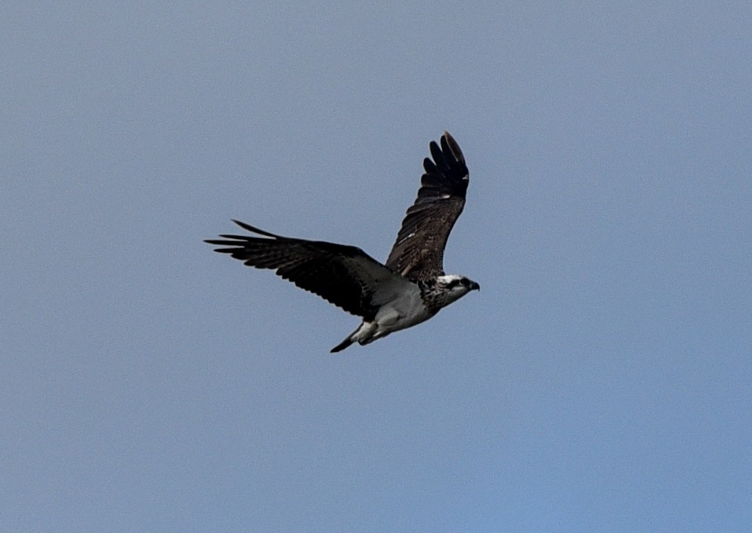 Águila Pescadora (Australia) - ML163366971