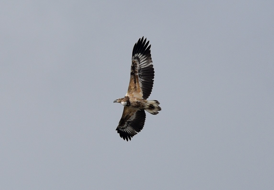 White-bellied Sea-Eagle - Bruce Wedderburn