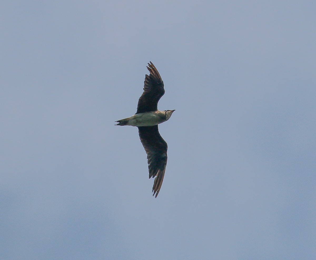 Oriental Pratincole - ML163367081