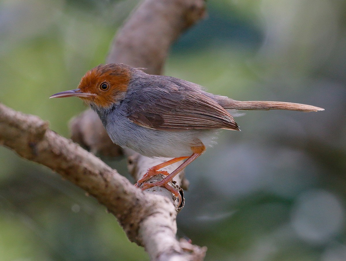 Ashy Tailorbird - Neoh Hor Kee