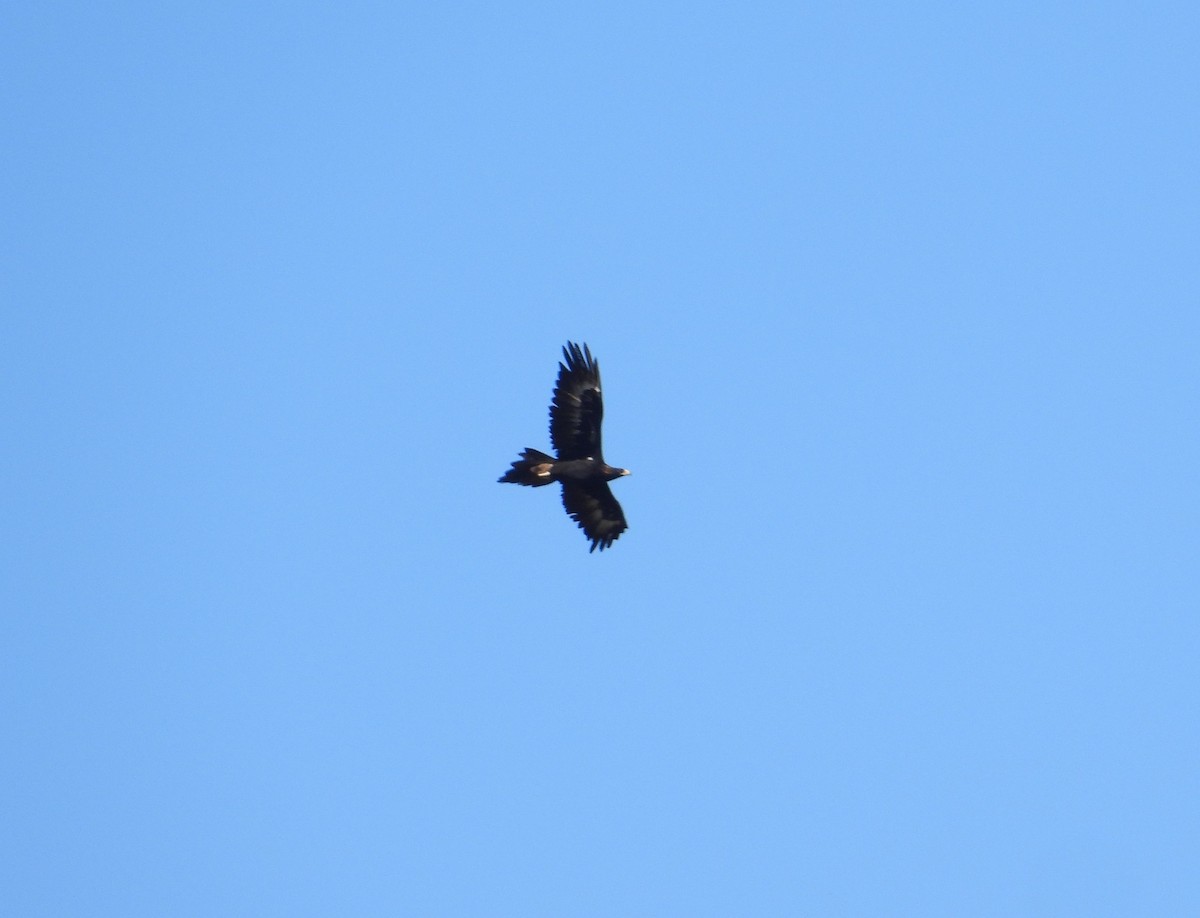 Wedge-tailed Eagle - Chris Burwell