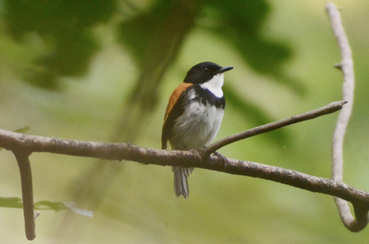 Black-banded Flycatcher - Jafet Potenzo Lopes