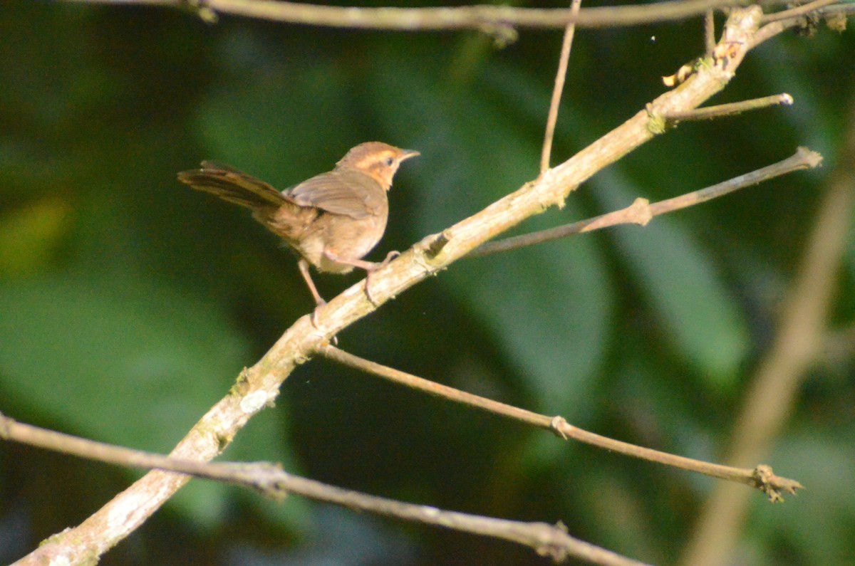 Buff-banded Bushbird - ML163369881