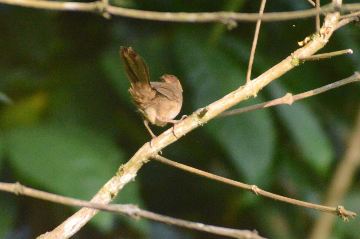 Buff-banded Bushbird - ML163369971