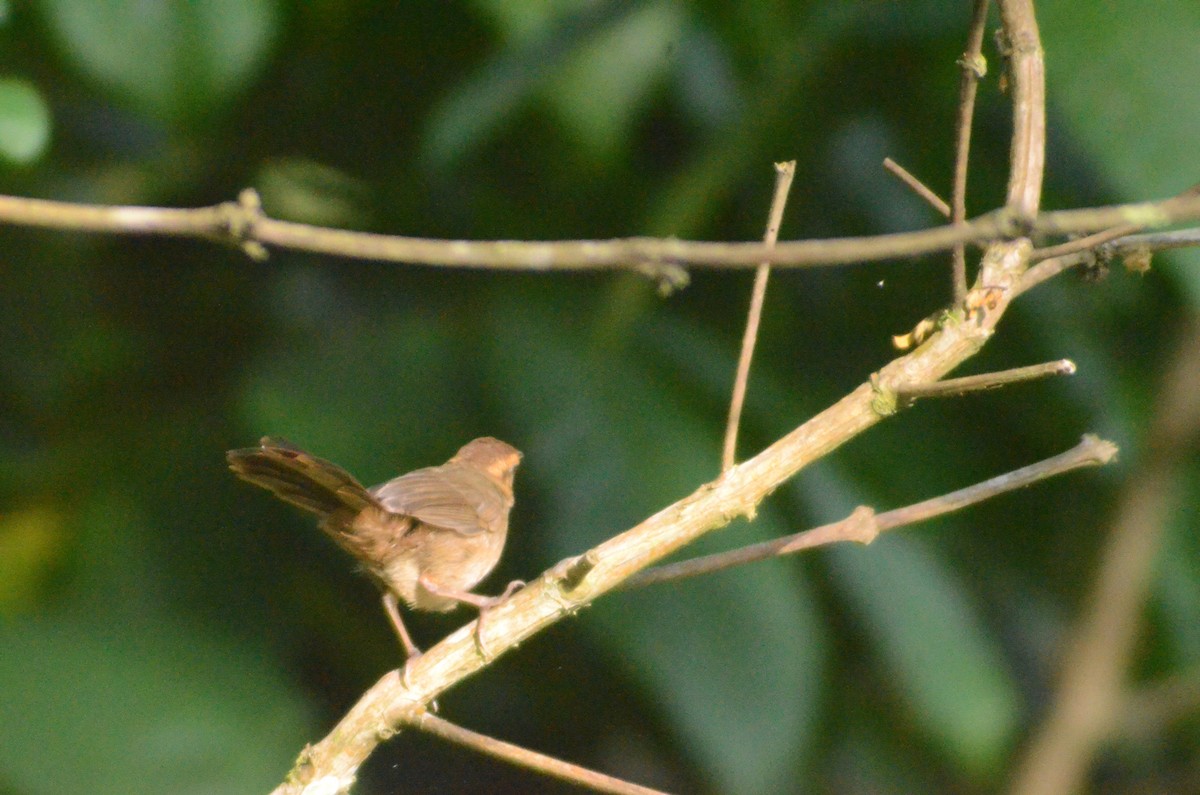 Buff-banded Bushbird - ML163369991