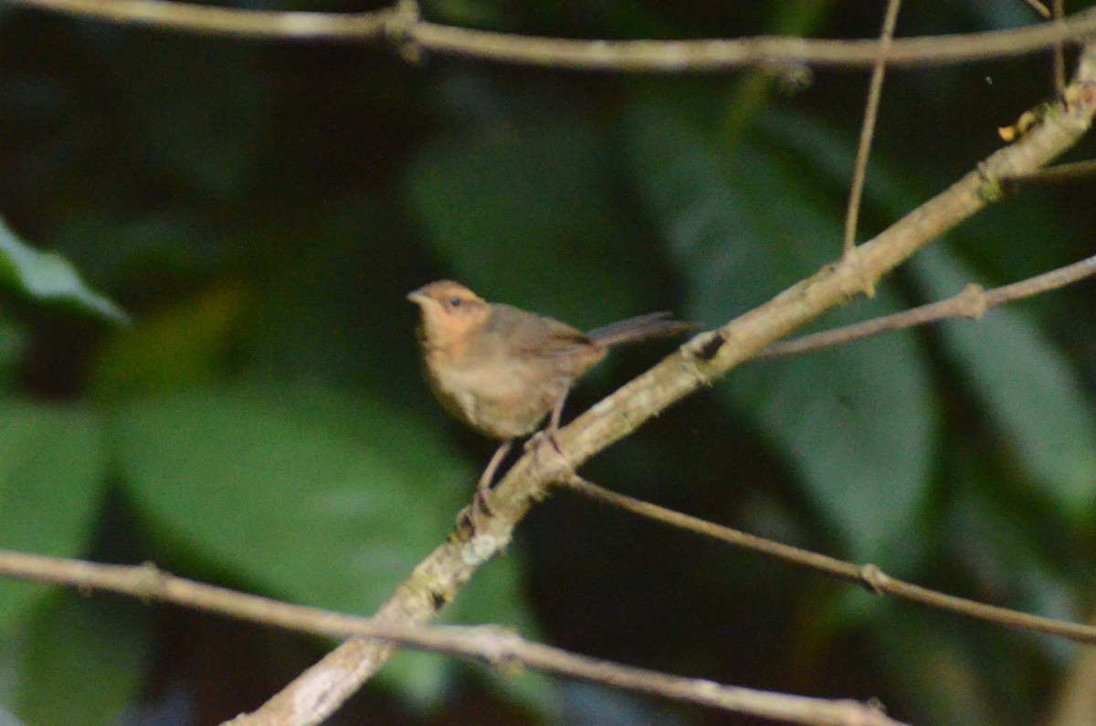 Buff-banded Bushbird - ML163370021