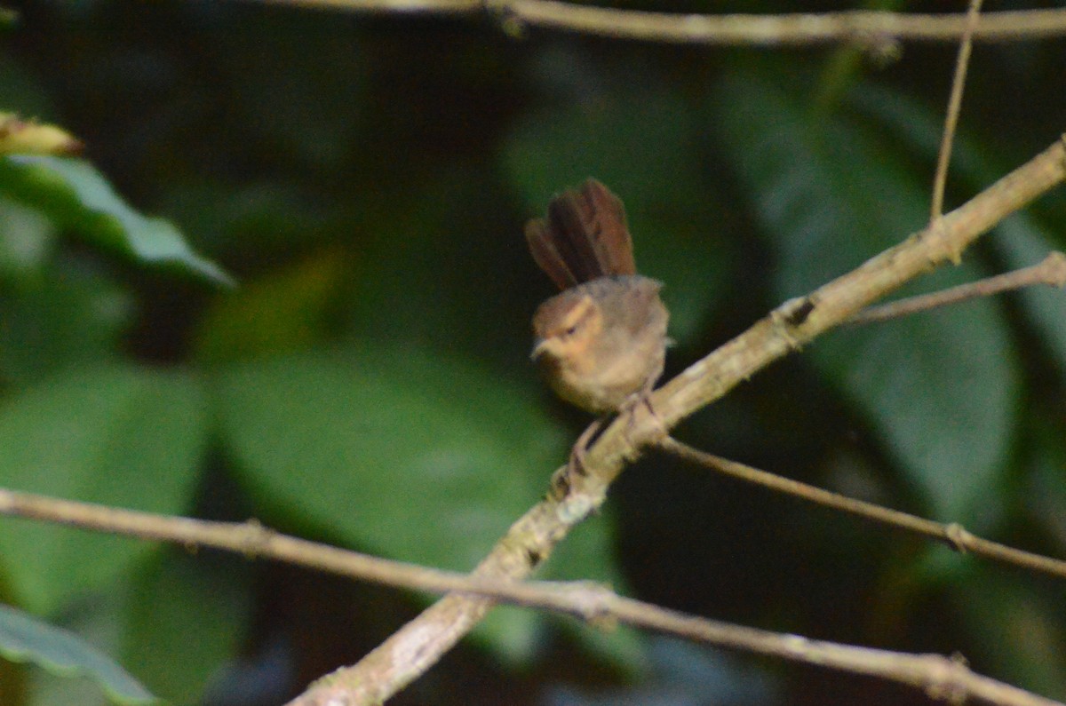 Buff-banded Bushbird - ML163370111