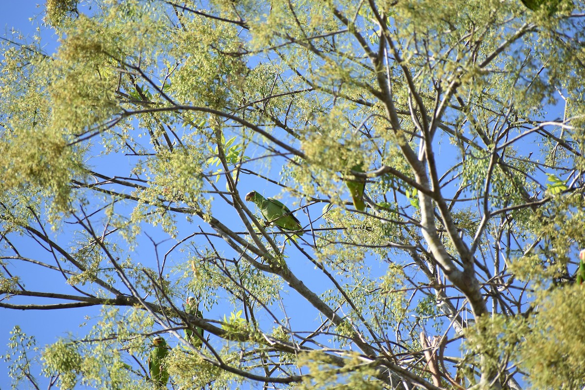 White-fronted Parrot - ML163370551