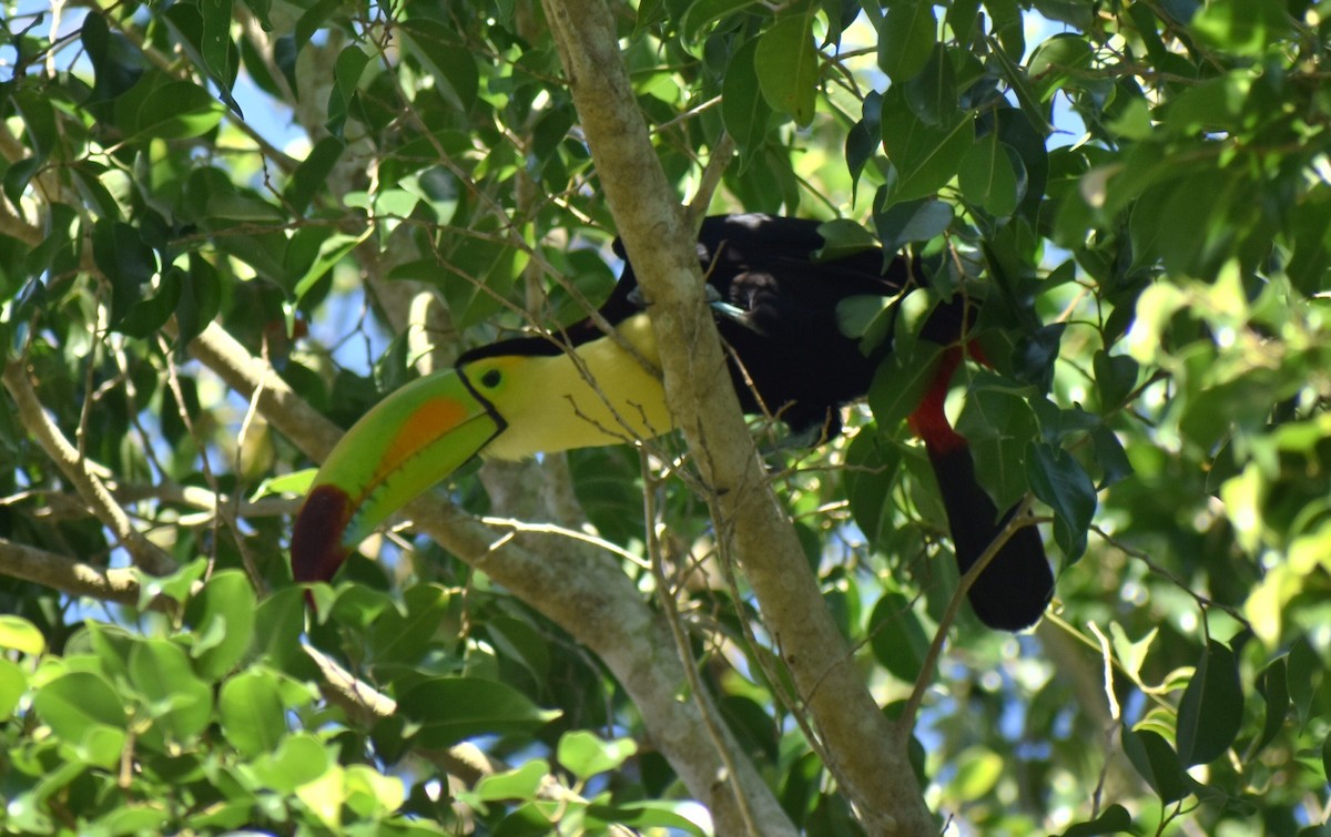 Keel-billed Toucan - ML163370631